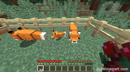 how to breed foxes