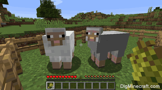 how to breed sheep