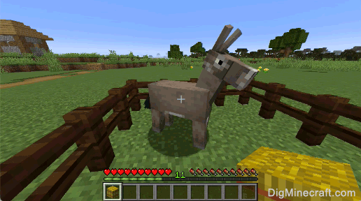 how to feed donkey