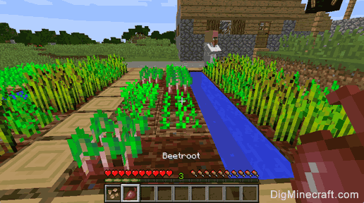 beetroot gathered