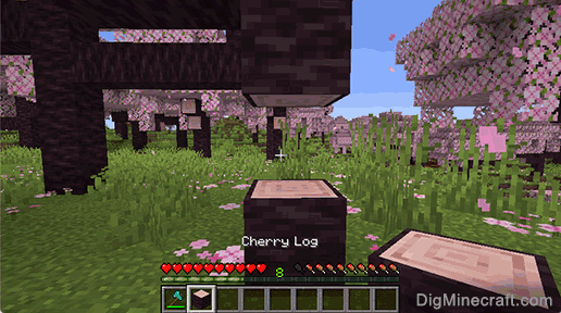 cherry log gathered
