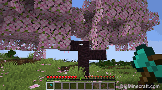 cherry sapling tree