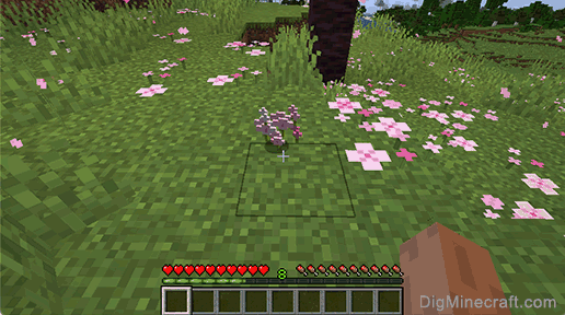 pink petals dropped