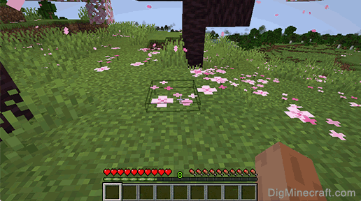 pink petals growing