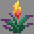 torchflower