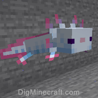 axolotl variant 3