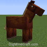 horse variant 2