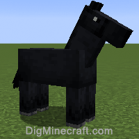 horse variant 4