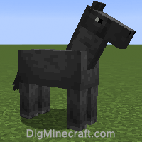 horse variant 5
