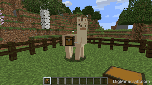 llama wearing chest
