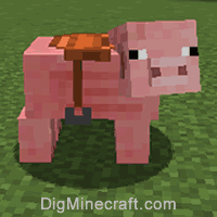 pig wearing a saddle