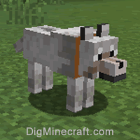 how to get wolves to spawn in minecraft